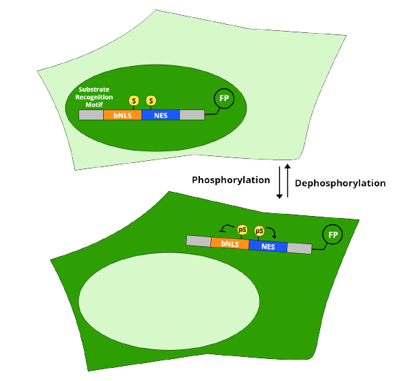 Phosphorescence Stream ハーゼリット LSR Measuring Kinase Activity at the Single-Cell Level with